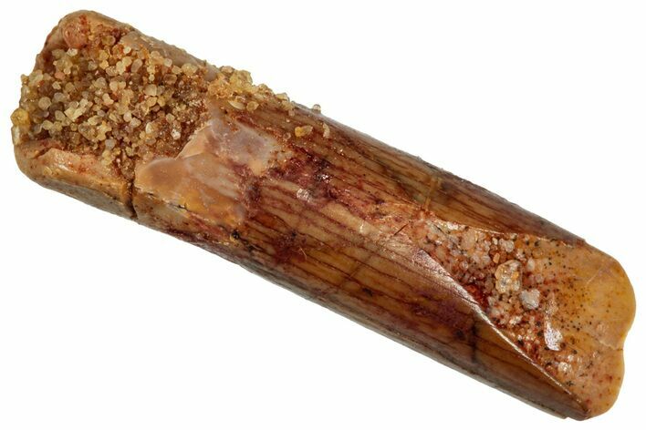 Unusual Sauropod Dinosaur (Nigersaurus?) Tooth - Morocco #329053